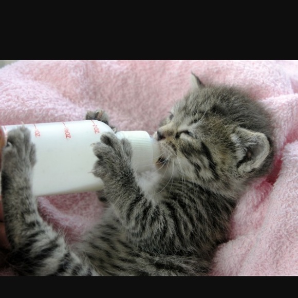 Meet your Posher, P - Picture 1 of 1